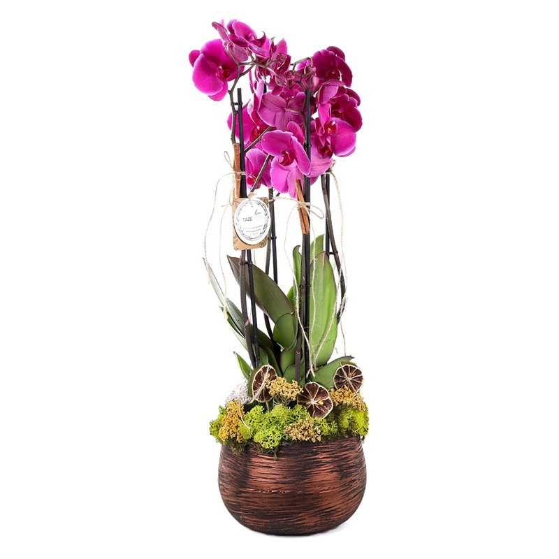 Pink Phalaenopsis Orchids