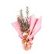 Olive Melody Zeytin Ağacı 30cm