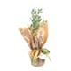 Sacred Olive Zeytin Ağacı 30cm