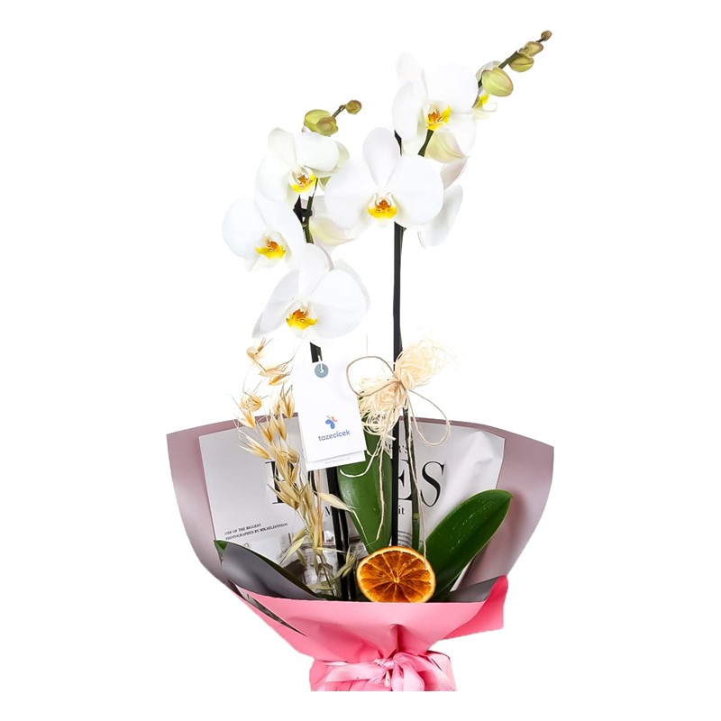 White Magic Love Orkide