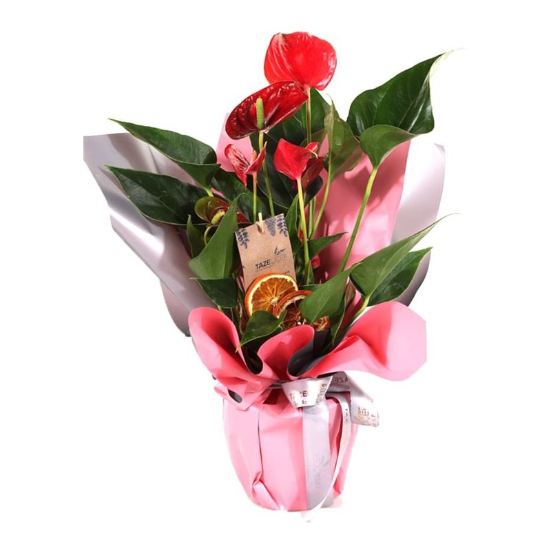 Romantic Touch Antoyum