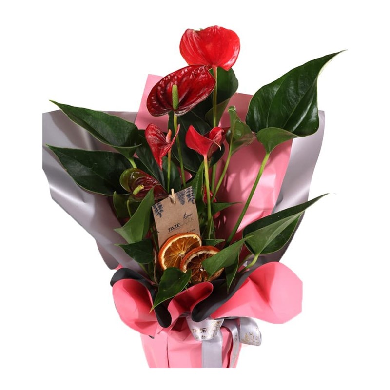 Romantic Touch Antoyum