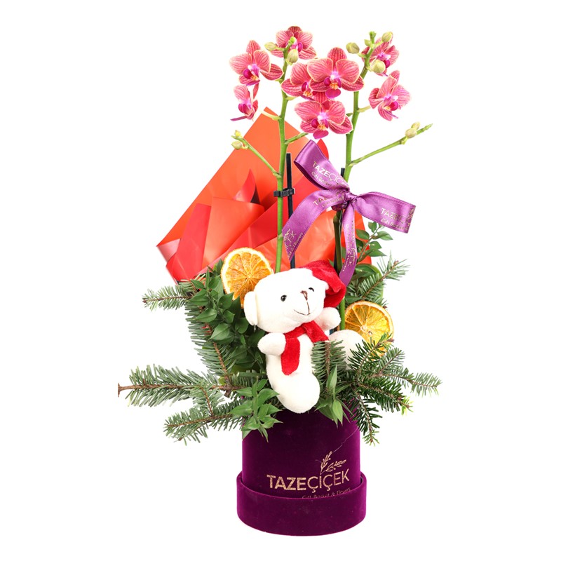 Candy Cane Midi Orkide