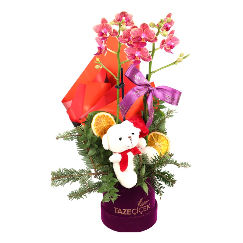 Candy Cane Midi Orkide