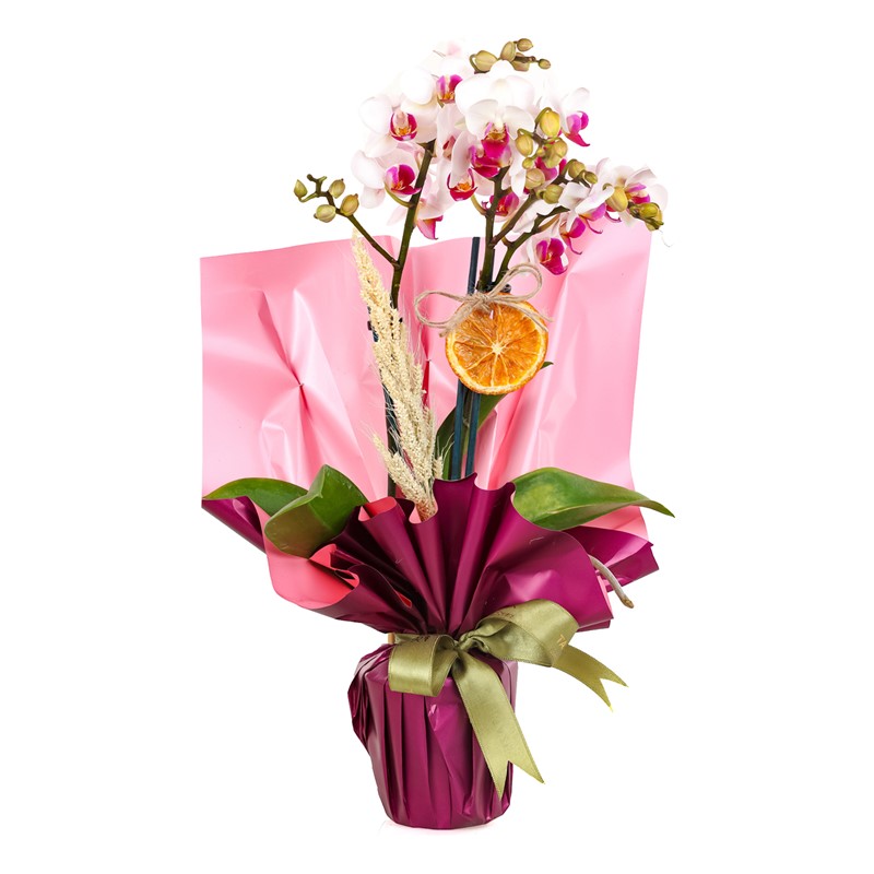 Compassionate Wishes Orkide