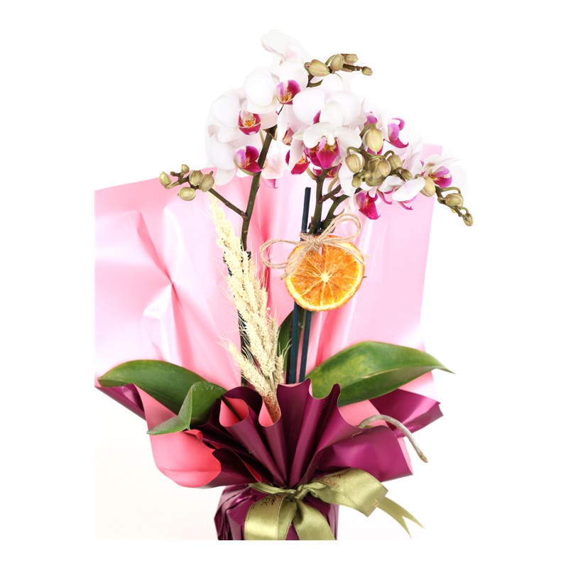 Compassionate Wishes Orkide