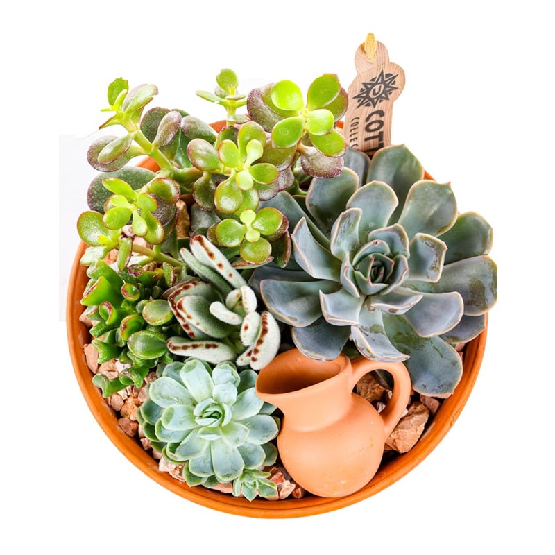 Boho Haven Terracotta Sukulent