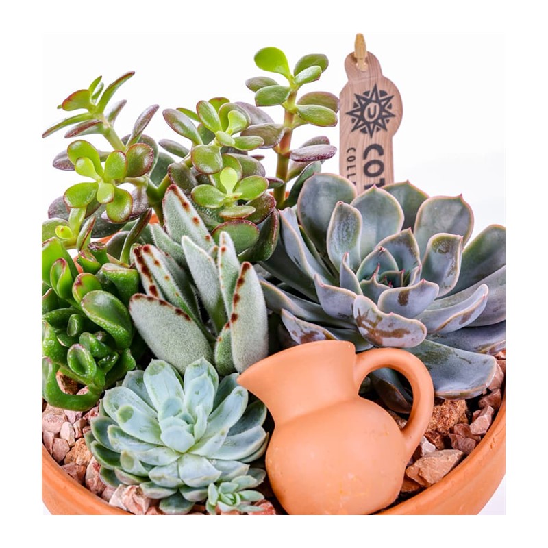 Boho Haven Terracotta Sukulent