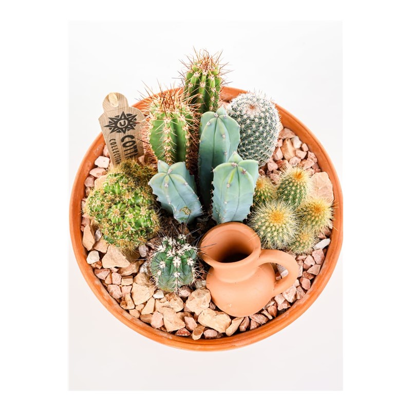 Boho Green Terracotta Kaktüs
