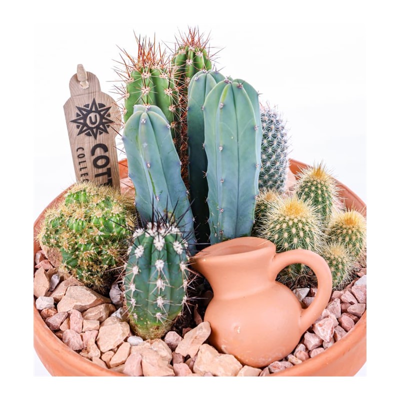 Boho Green Terracotta Kaktüs