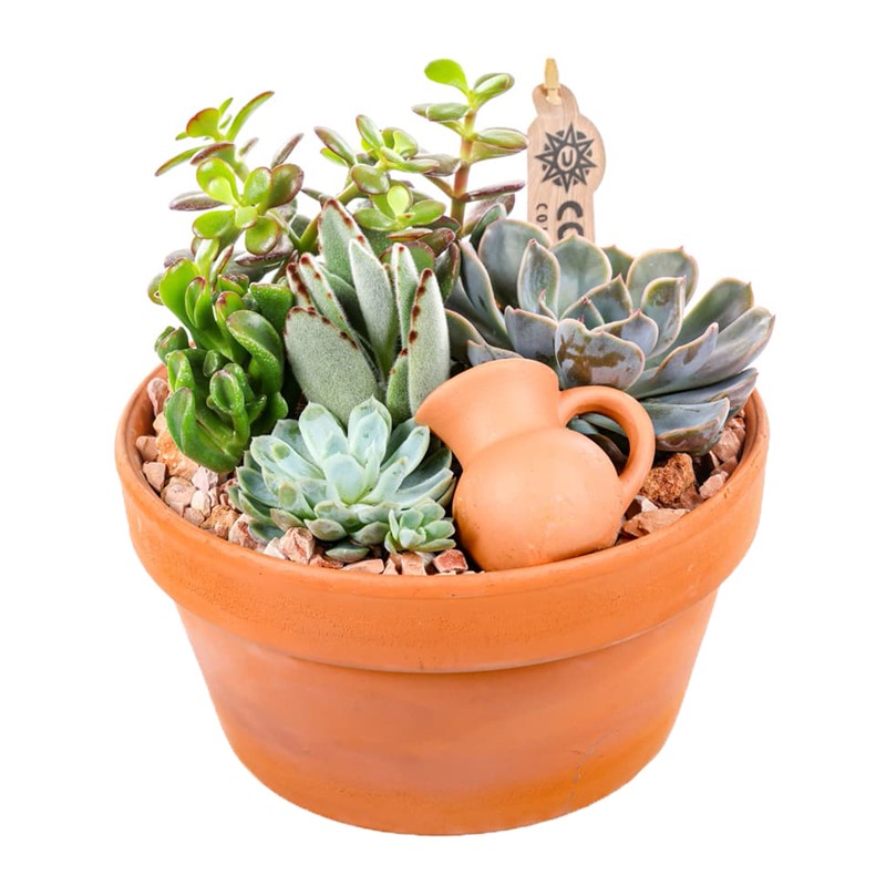 Boho Haven Terracotta Sukulent