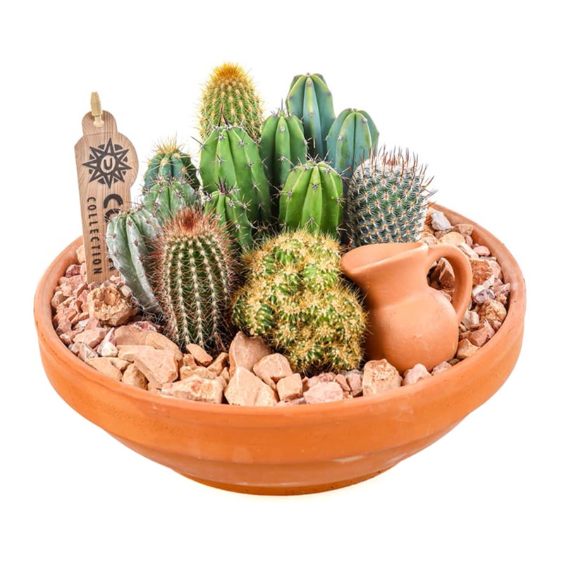 Boho Terracotta Kaktüs