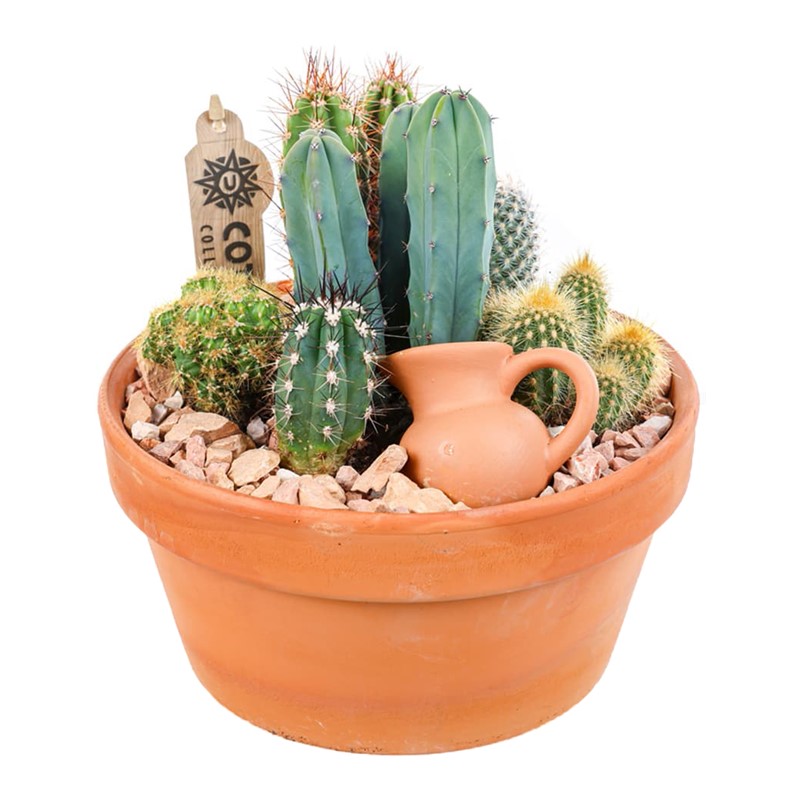 Boho Green Terracotta Kaktüs