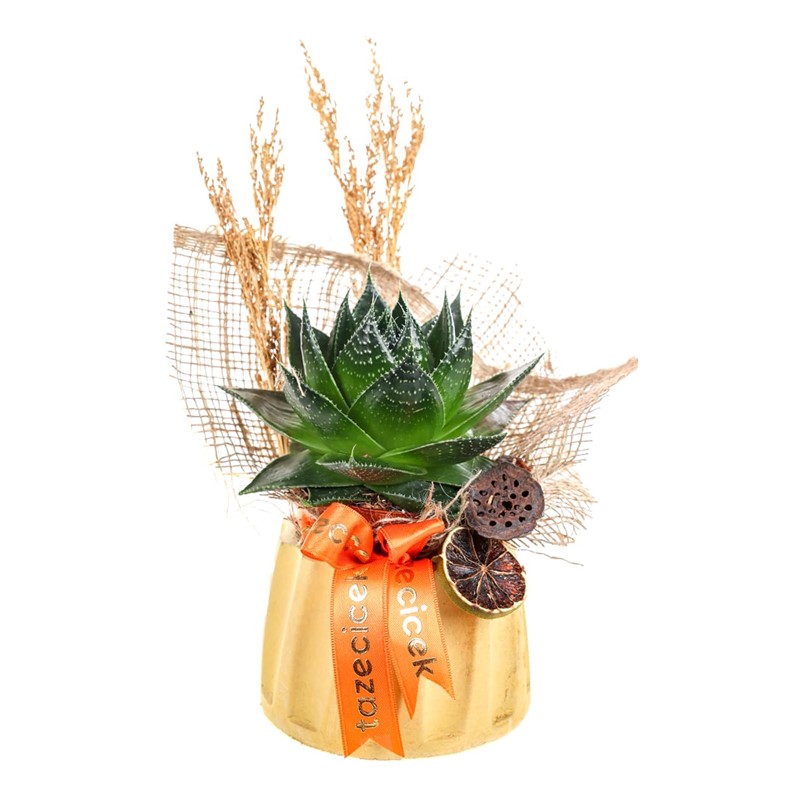 Luminous Aloe Cosmo