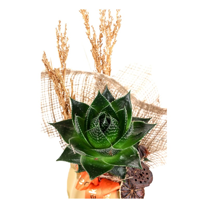 Luminous Aloe Cosmo