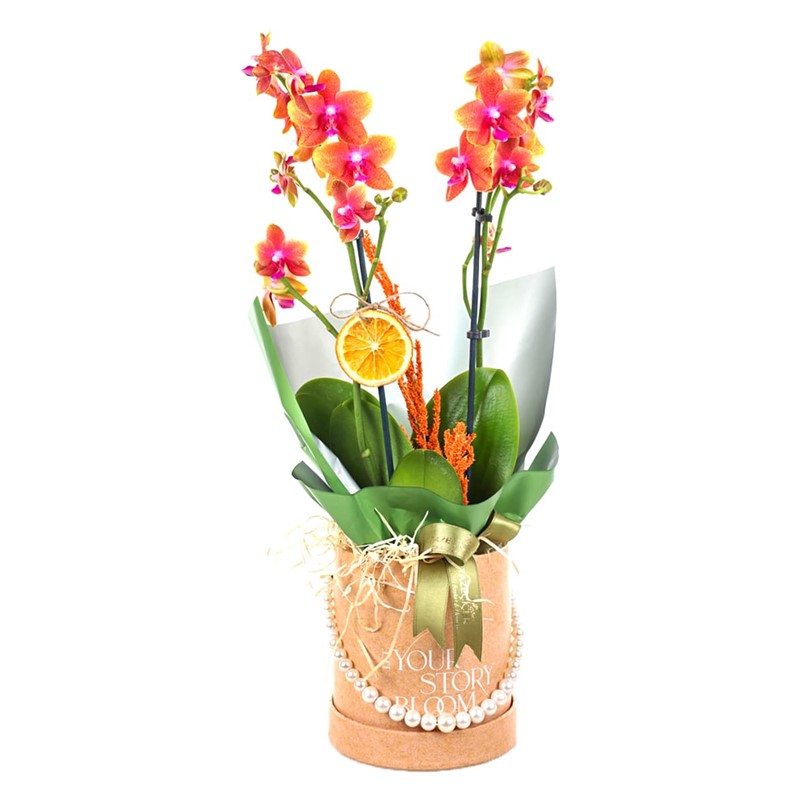 Golden Elegance Orkide