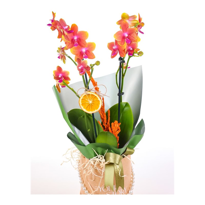 Golden Elegance Orkide