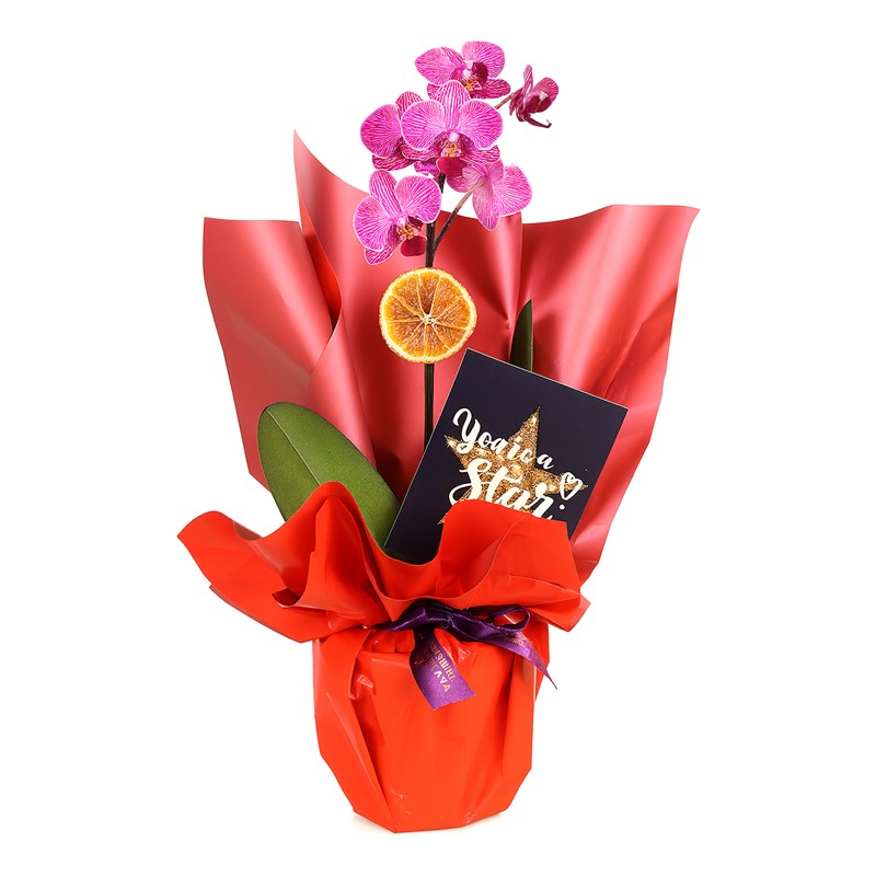 Purple Mini Star Orkide