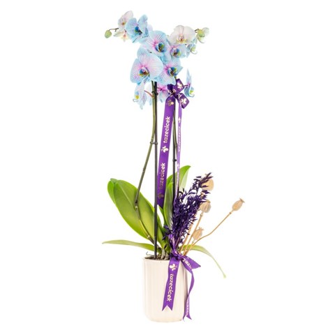 Lavender Dream Çiftli Mavi Orkide