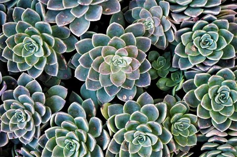 Echeveria (Gül Sukulent)