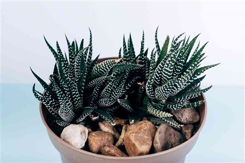 Haworthia (Zebra Sukulent)