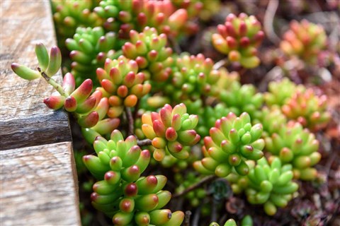 Sedum