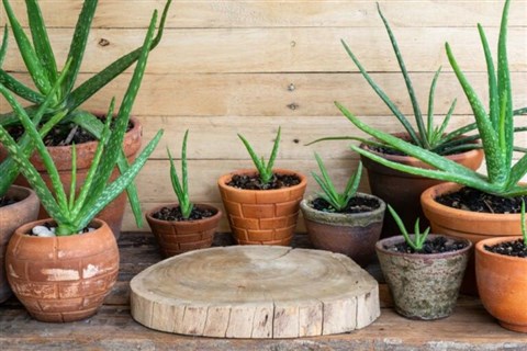 Aloe vera
