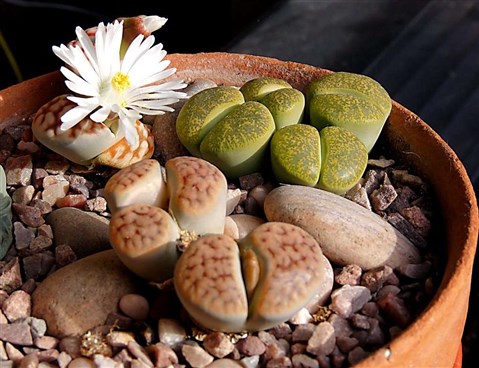 Lithops