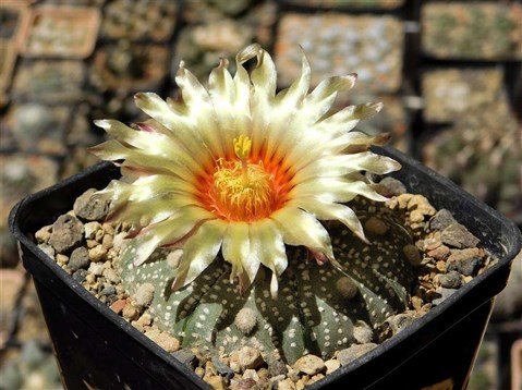 mammillaria cobrensis Mammillaria elongata cristata copper king – Planet Desert