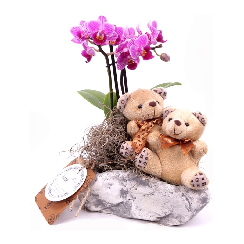 Couple Sweet Bear Orkide