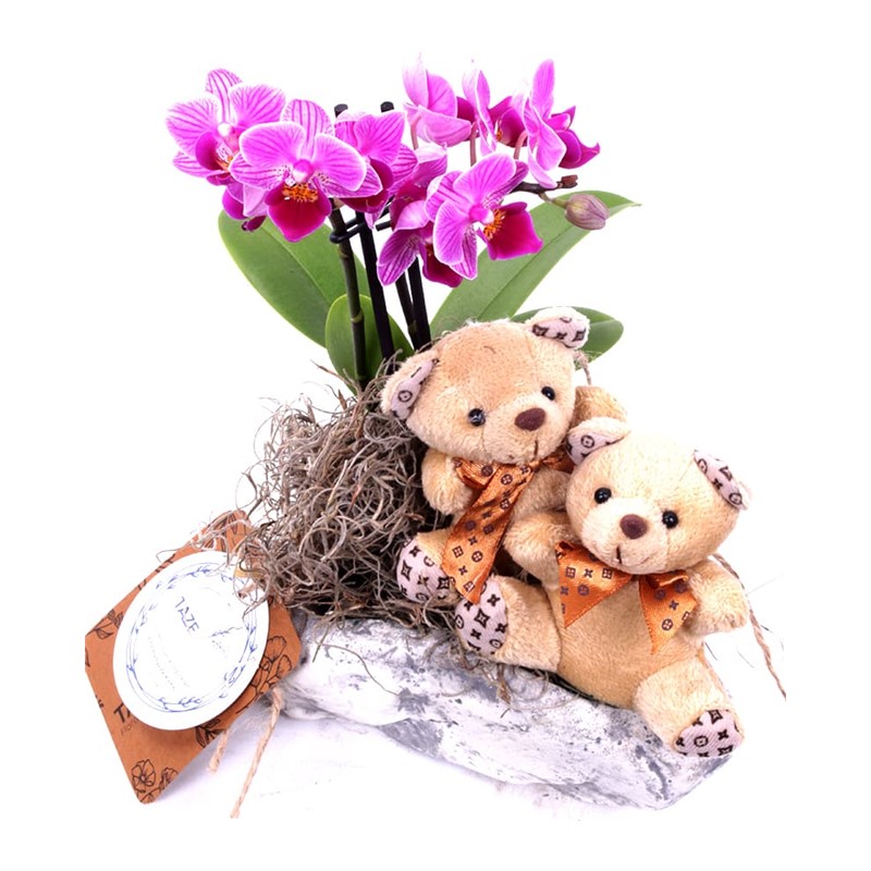 Couple Sweet Bear Orkide