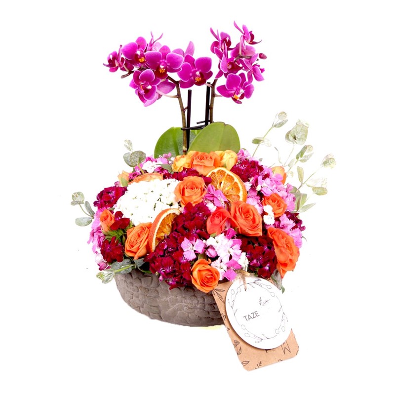 Floral Embrace Orkide