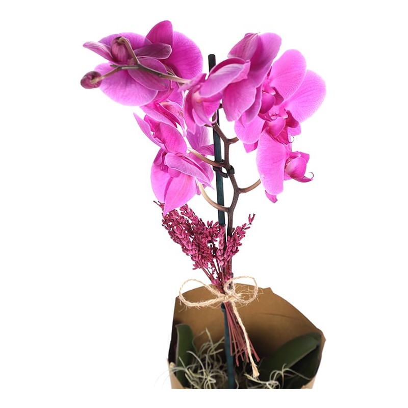 Exotic Wind Orkide