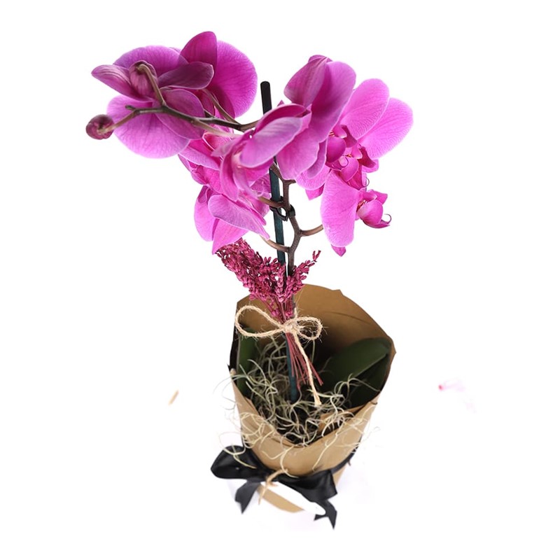 Exotic Wind Orkide