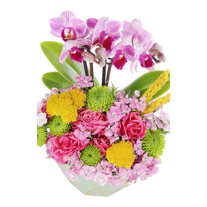 Deliciously Orchid