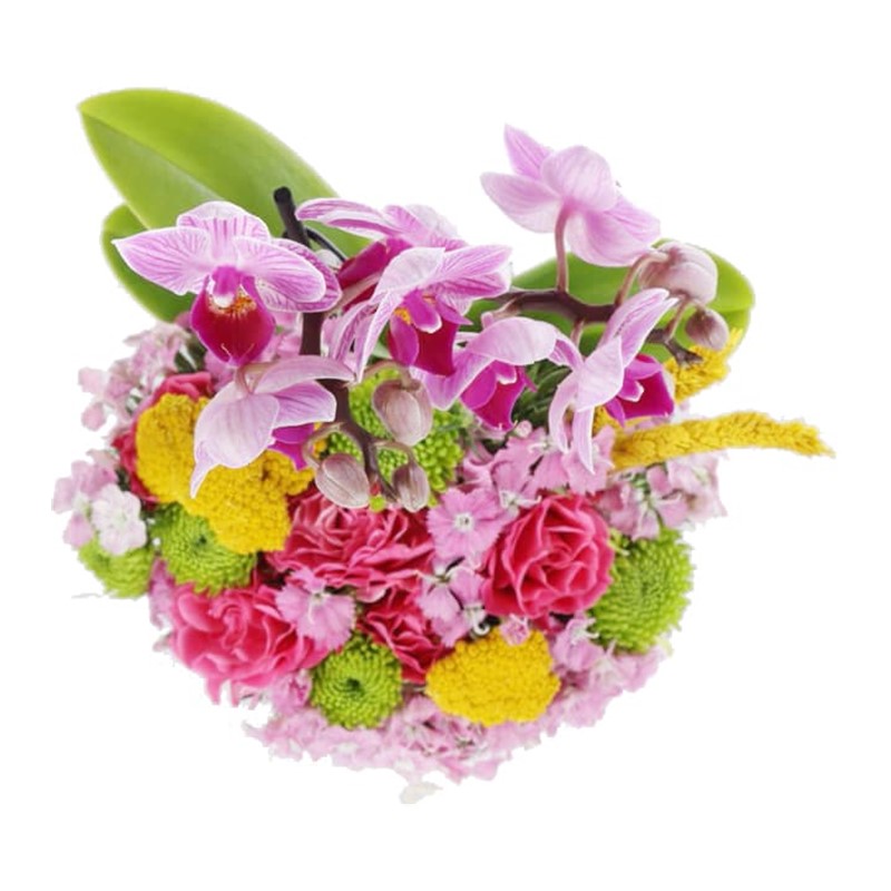 Deliciously Orchid
