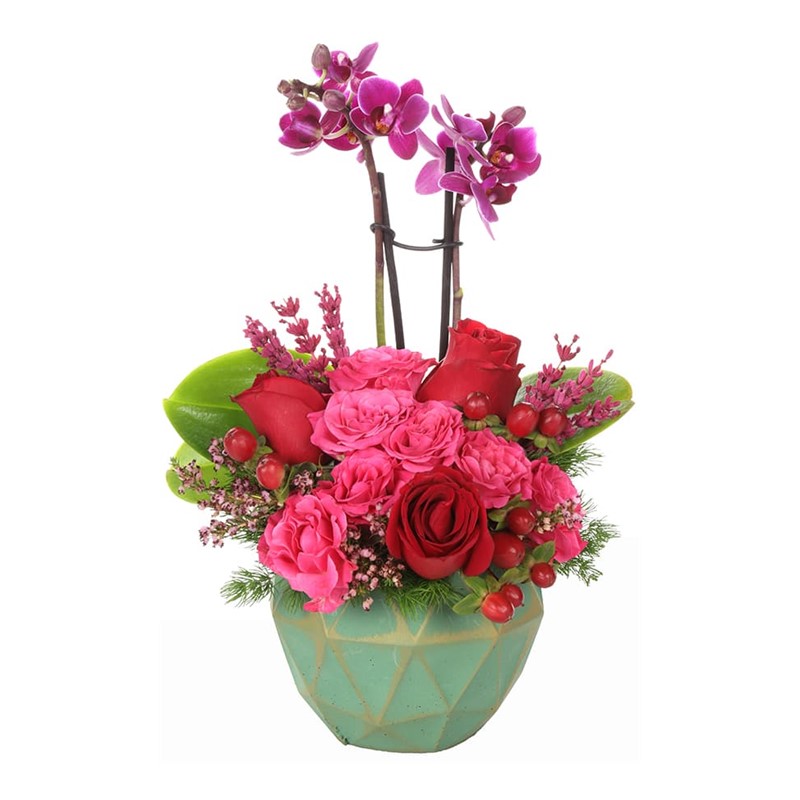 Fabulous Colors Mini Orkide