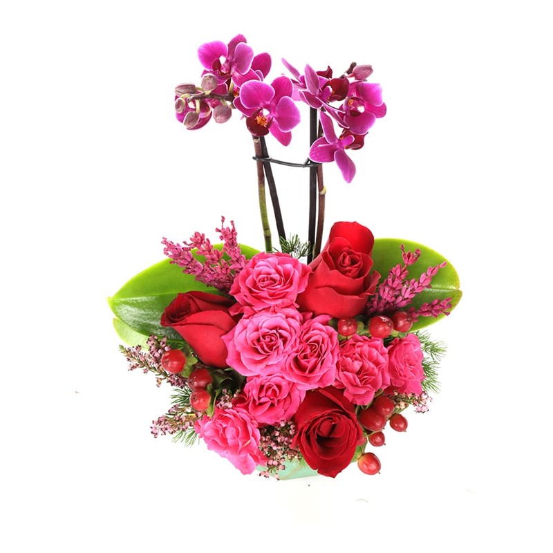 Fabulous Colors Mini Orkide