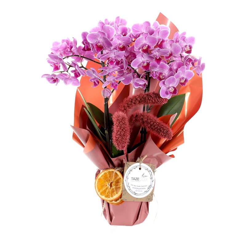 Sweet & Pretty Premium Orkide