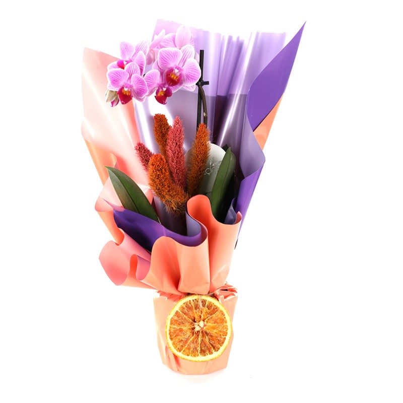 The Enjoy Sweet Orkide