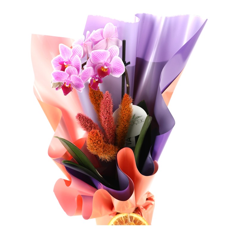 The Enjoy Sweet Orkide