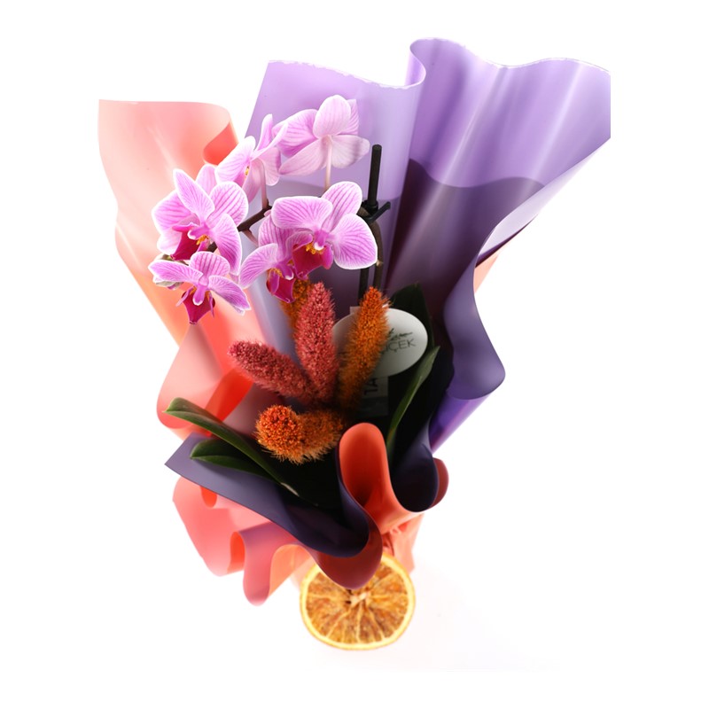 The Enjoy Sweet Orkide