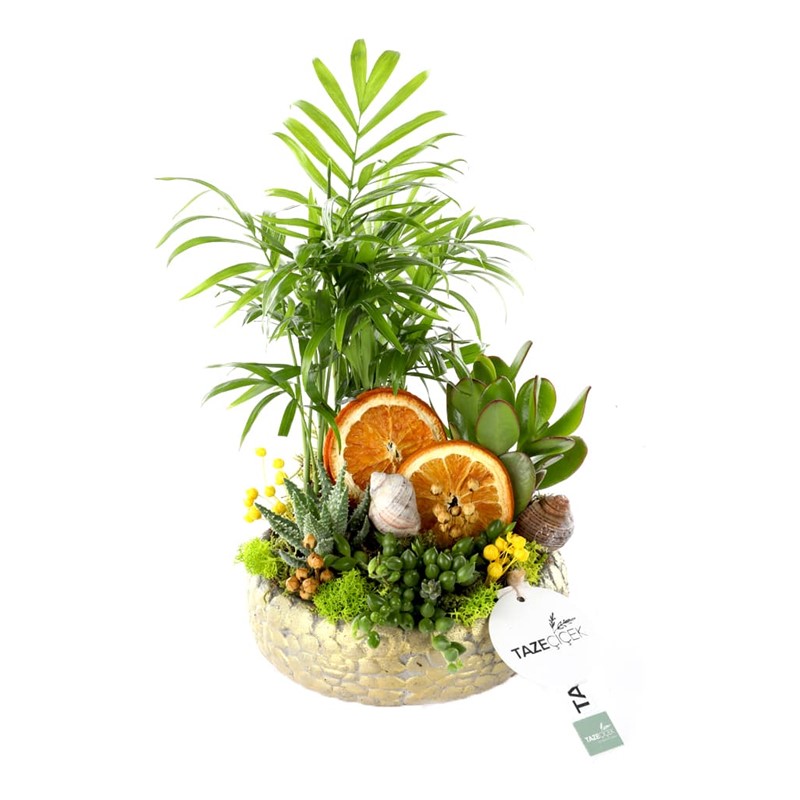 Comfort Life Garden