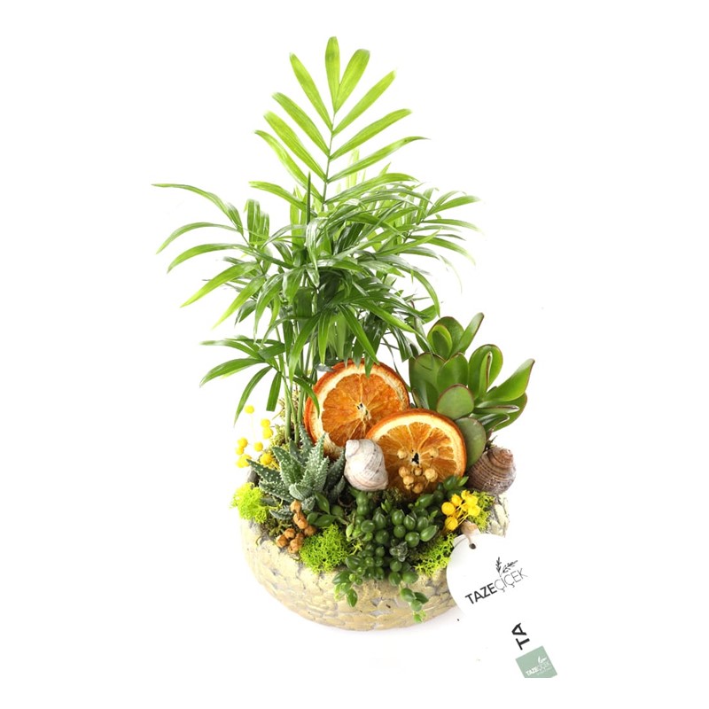 Comfort Life Garden