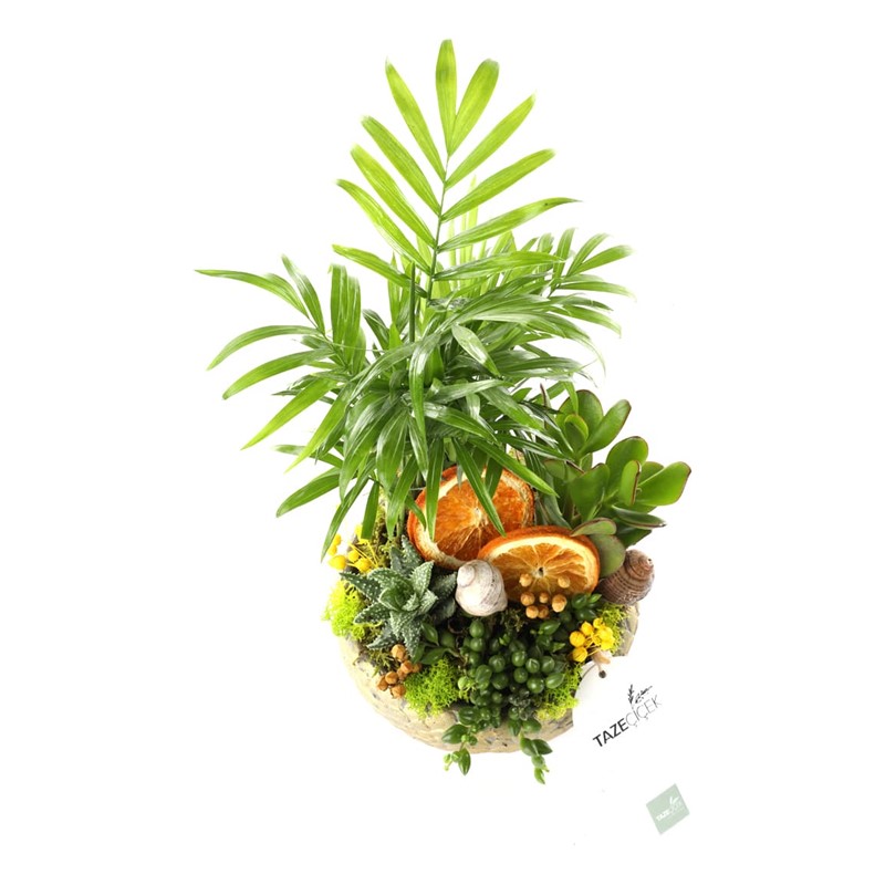 Comfort Life Garden
