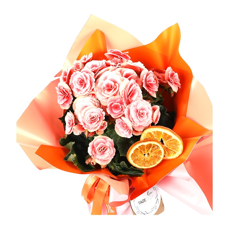For Everywhere Begonia Çiçeği