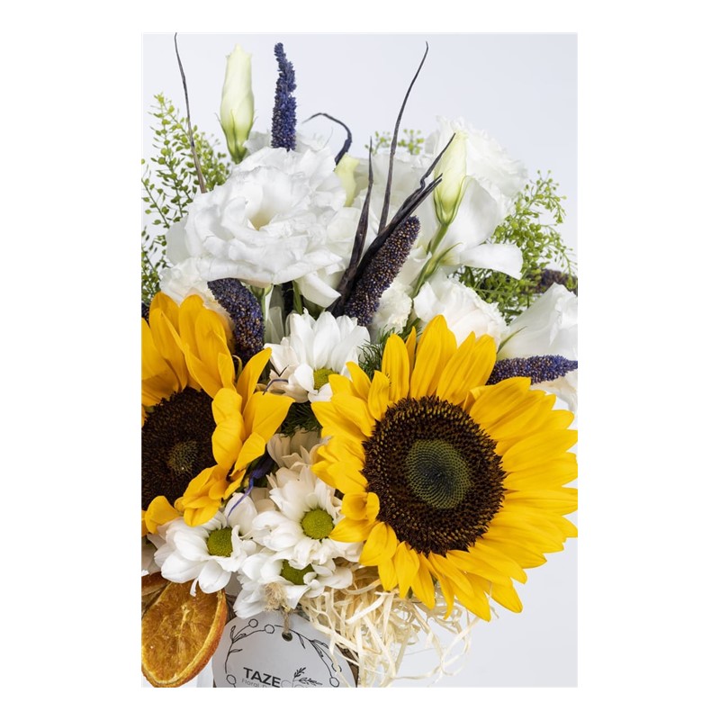 Daisy Carnaval