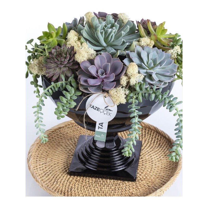 Vintage Smile Succulent Garden
