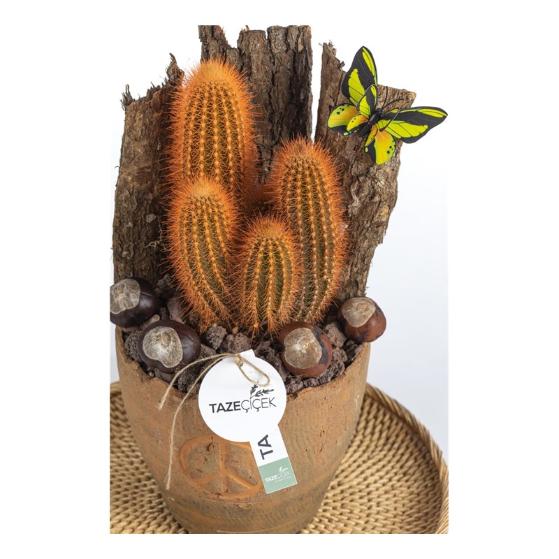 Based of Naturalness Cactus