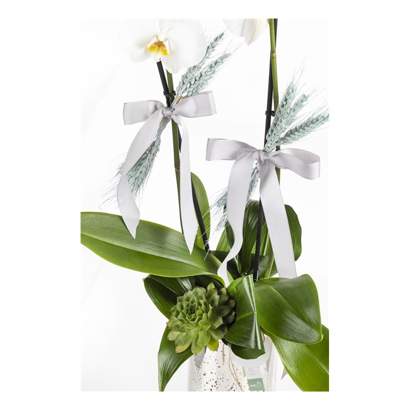 Premium Orchid Garden